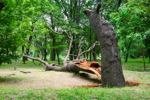 Professional Tree Removal Services in North Decatur, GA